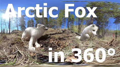Arctic Fox Facts Information For Kids Habitat Adaptations