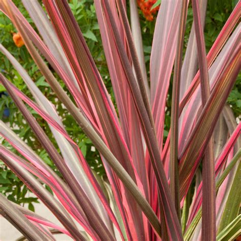 Cordyline Australis Can Can Cabbage Palm This Spiky Leaved Evergreen