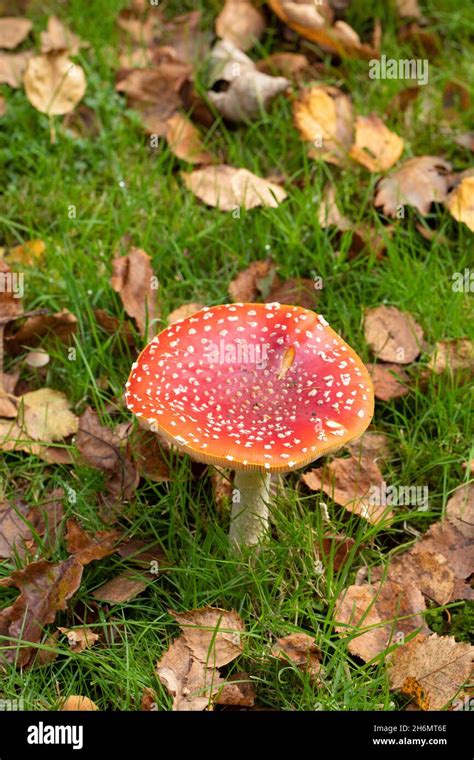 Fly Agaric Muscaria Amatina Toadstools Fungus Mushrooms Colourful