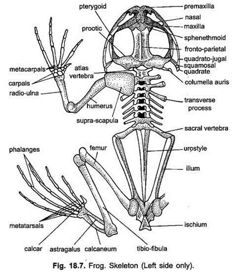 Endoskeleton Of Indian Frog With Diagram Chordata Zoology