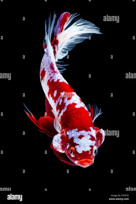 Betta Fish Koi Fish Red White In The Aquarium Black Blackground Stock