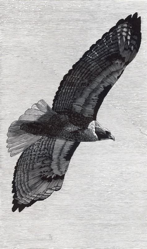 red tailed hawk — richard wagener