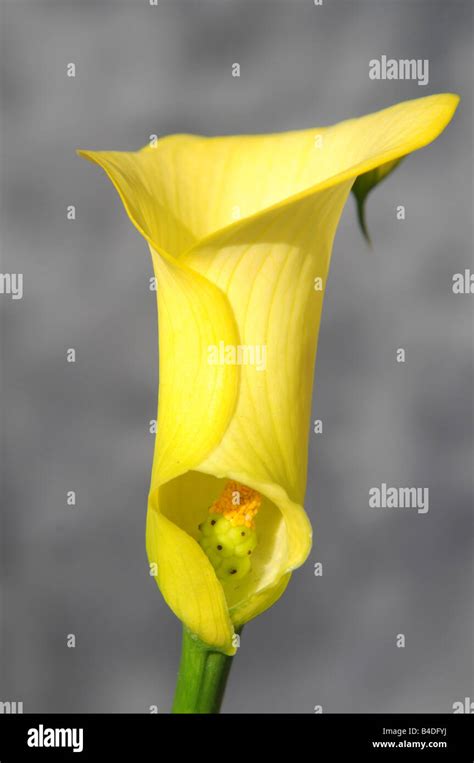 Lily Images Hi Res Stock Photography And Images Alamy