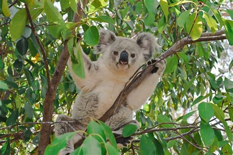 The Best Places To See Koalas On Magnetic Island Australia
