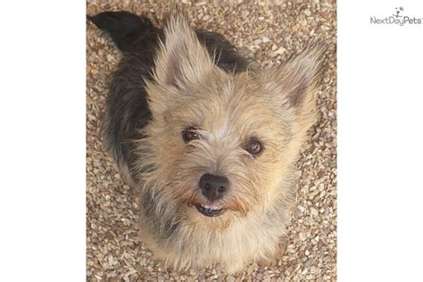 Norwich terrier dogs adapt well to both city and rural settings. Norwich Terrier puppy for sale near Springfield, Missouri | 6b484d05-fdd1