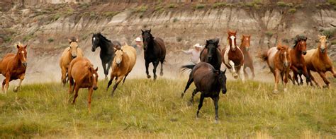 Wild Horses In Alberta Banff Trail Riders
