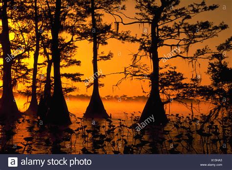 Cypress Trees Florida High Resolution Stock Photography And Images Alamy