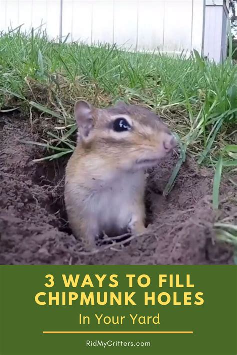 How To Fill Chipmunk Holes 3 Easy Methods