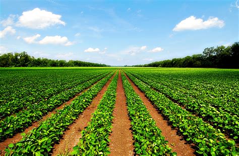 Agriculture Science Scope And Its Fields Hubpages