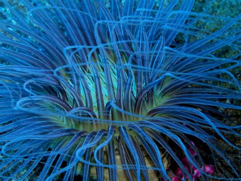 Sea Anemone Stock Photo Image Of Nature Anemone Underwater 174023800