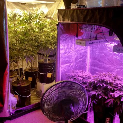 Complete Guide To Grow Tents For Cannabis Grow Weed Easy