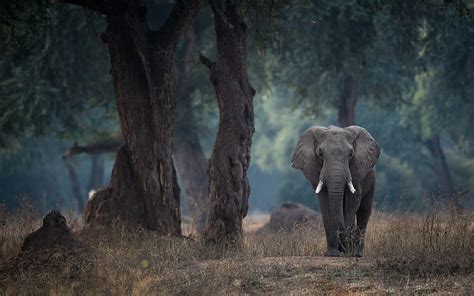 African Elephant Forest Wildlife Elephants Wild Animals Gray