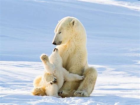 in the spring months polar bears will mate on the sea ice but the female doesn t become