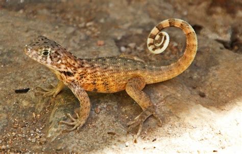 Cuban Curly Tailed Lizard Leiocephalidae The Curly Taile Flickr
