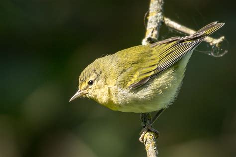 Photographing Tennessee Warblers Great Bird Pics