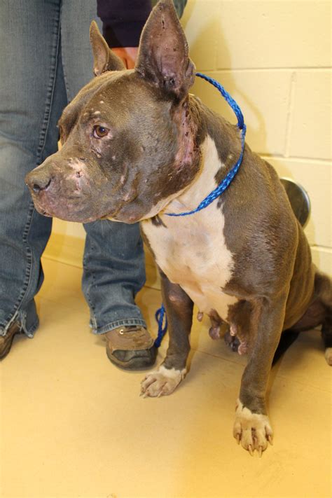 All visitors who enter any michigan humane location are required to wear a mask/face covering, observe social distancing and take a quick health screening. Humane society: Puppies abandoned in Ann Arbor-Ypsilanti ...