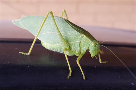 Katydid Grasshoppers Tettigoniidae 35 One Of Gods Little Folk