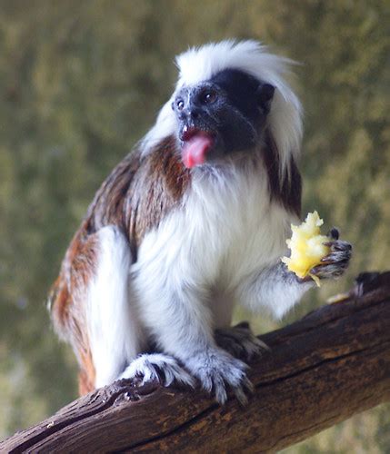 Monkey Sticking Tongue Out Karen Flickr