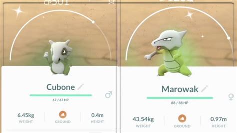 Pokemon Go Shiny Cubone How To Catch Counters Moveset Weaknesses