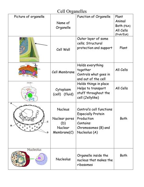 Diagram Diagram Of Cell Organelles Name Mydiagramonline