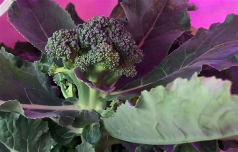 Can I Grow Broccoli Indoors Gardening Channel