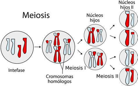 ¿qué Diferencia Mitosis Y Meiosis Curiosoando
