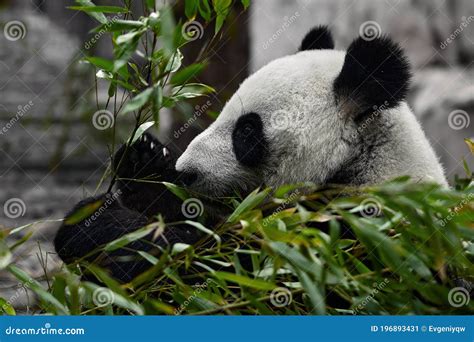 Cute Panda Eating Bamboo Stems At Zoo Giant Panda Eats The Green
