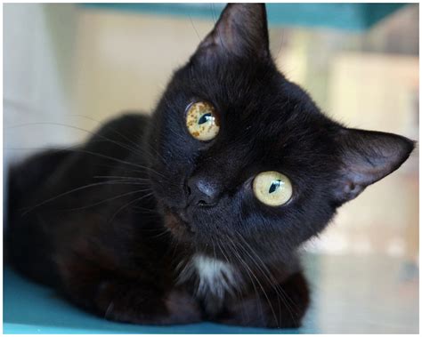 24 Black Cats That Are So Cute It Must Be Witchcraft