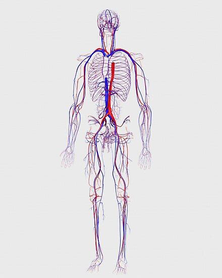 Sistema Circulatorio Humano Buscar Con Google Circulatory System Images
