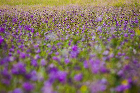 Purple Wild Flowers In The Fields Stock Photo Image Of Summer Person