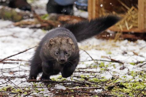 Us Weasel Like Mammal Endangered In Southern Sierra Nevada Ap News