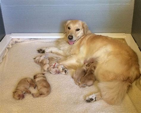 Before you bring home a new golden retriever puppy, there's a lot to evaluate. Golden Retriever Breeder | K-Jen Goldens | Reputable ...