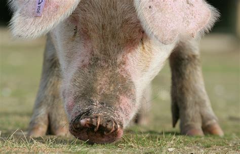 Pig With Rings In Its Nose Photo Wp13540