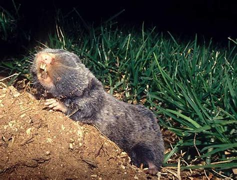 Blind Mole Rat Burrowing Nocturnal And Long Lived Rodent Britannica
