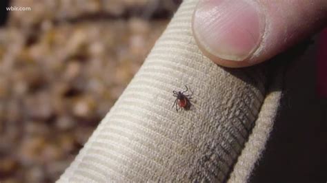 Tick Time In Tennessee What To Know About Diseases And How To Prevent