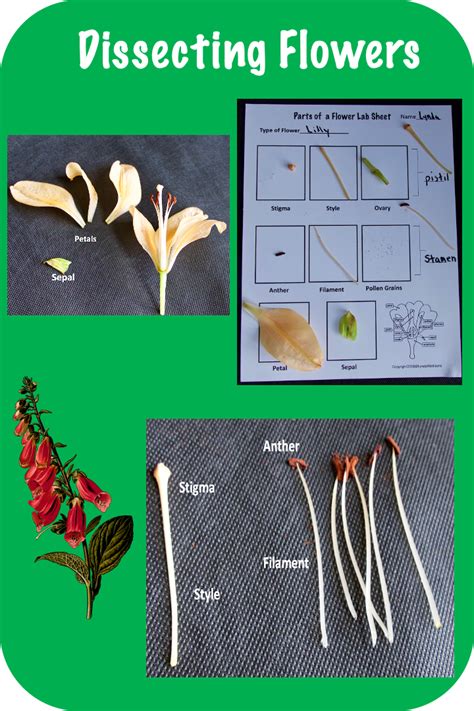 I Decided To Write A Blog Post On How To Dissect A Flower Students Can