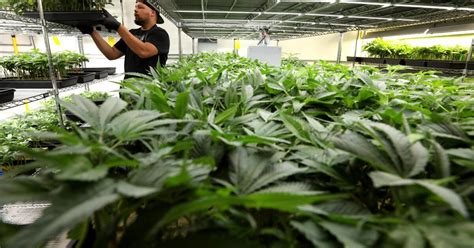 Column Californias Pot Tax Came In Way Below Projections — And Not For The Reason You Think