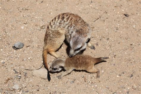 Suricata Suricata Suricatta Características Hábitat Y Alimentación