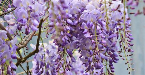 Wisteria Care Guide How To Grow These Beautiful Climbers Diy Garden