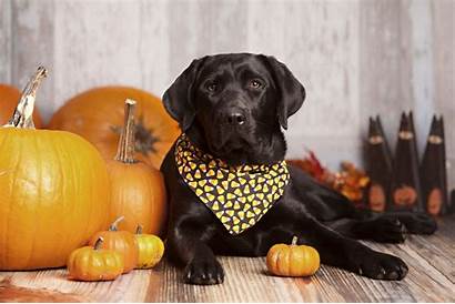 Halloween Dog Pet Caduta Beneficios Calabaza Propiedades