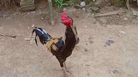 Check spelling or type a new query. Persahabatan Burung Jalak Dengan Ayam Jago - YouTube