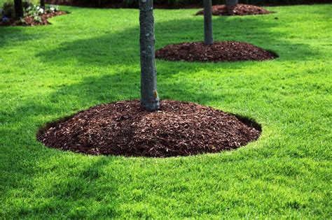 Bark Mulch In Landscaping Around Trees Ma Landscaping Around Trees