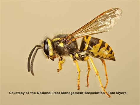 Yellow Jackets How To Get Rid Of Yellowjackets Stingers
