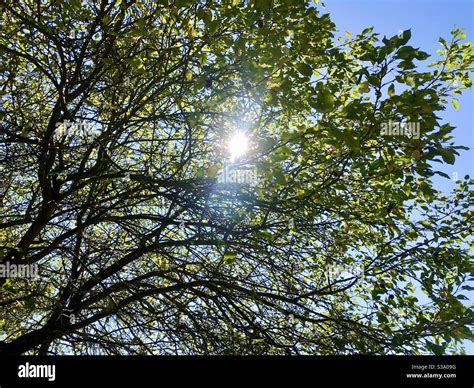 Leafy Canopy Stock Photo Alamy