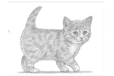 How To Draw A Kitten Face Cute Easy Cat From Kids