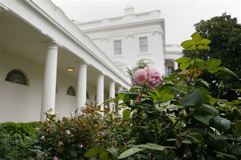 Spruced Up White House Rose Garden Set For First Lady Speech Ap News