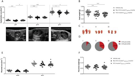 Frontiers Human Chorionic Gonadotropin Promotes Murine Treg Cells And Restricts Pregnancy