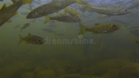 Underwater Closeup Of School Of Small Freshwater Fish Swimming In Clear