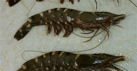 Invasive Shrimp Species On The Rise In Nc Wunc