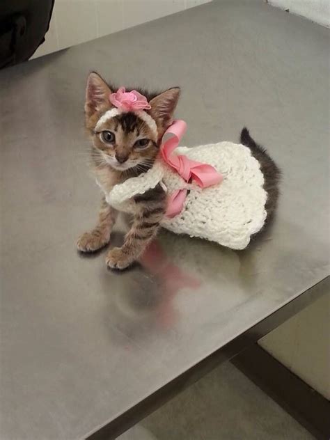 Gray Tabby Kitten In White Dress Pink Bow With Images Cute Babe